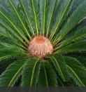 cycas femmina.jpg