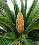 cycas maschio.jpg